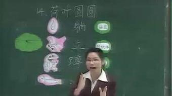 荷叶圆圆教学视频,探索自然之美,培养幼儿环保意识