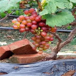 葡萄如何嫁接的视频,视频教程详解